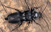 Шашель: как с ним бороться в деревянных домах