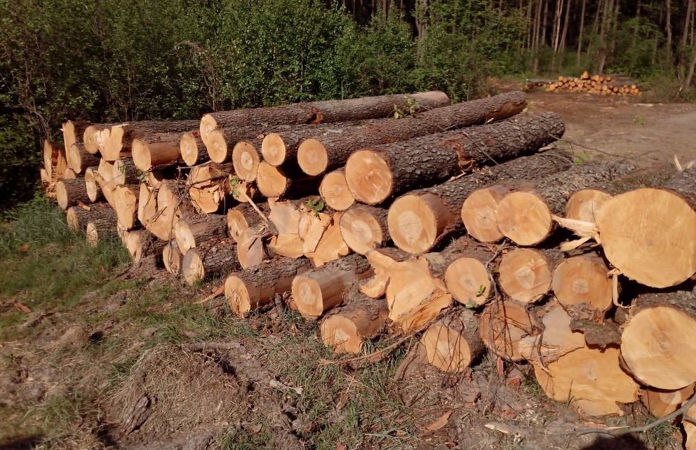 Бревна для строительства