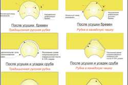 Влияние процесса усушки бревен на поведение чаши сруба Влияние процесса усушки бревен на поведение чаши сруба